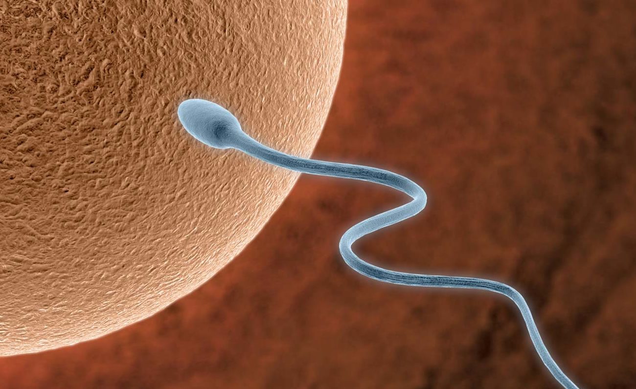 Предэякулят можно забеременеть. Фотография сперматозоида. Сперматозоид биология. Строение сперматозоида человека. Сперматозоид иллюстрация.