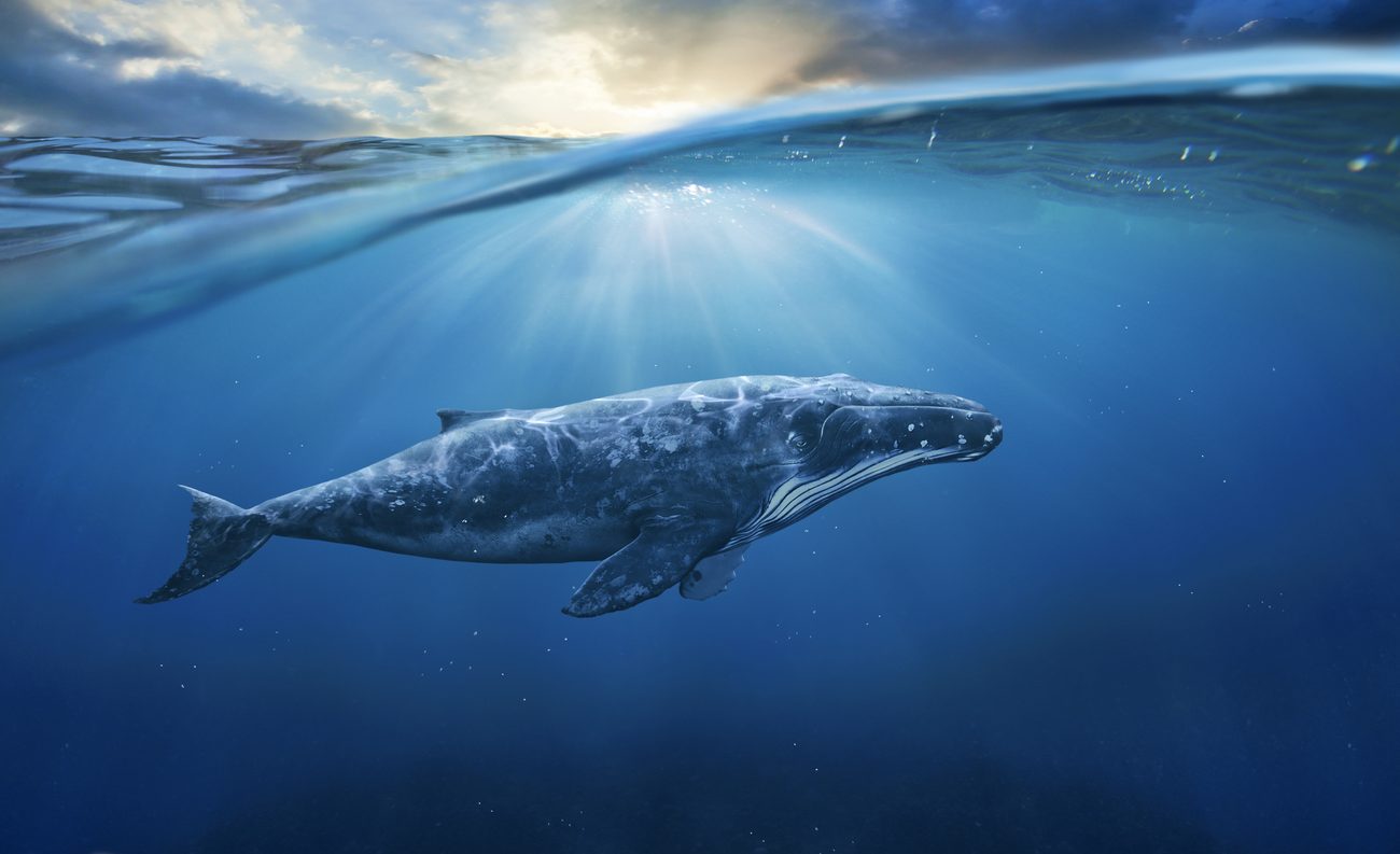 Jogo Baleia Azul: Eu tentei jogar o Blue Whale de suicídio e o resultado é  surpreendente